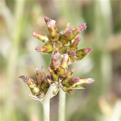 Euchiton japonicus (Creeping Cudweed) at Gundaroo, NSW - 2 Nov 2024 by ConBoekel