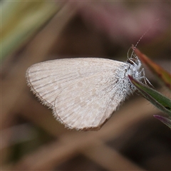 Zizina otis (Common Grass-Blue) at Gundaroo, NSW - 2 Nov 2024 by ConBoekel