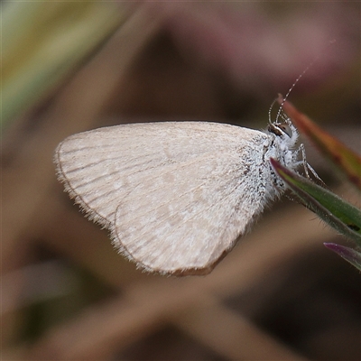 Zizina otis (Common Grass-Blue) at Gundaroo, NSW - 2 Nov 2024 by ConBoekel