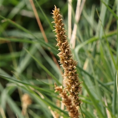 Carex appressa (Tall Sedge) at Gundaroo, NSW - 2 Nov 2024 by ConBoekel