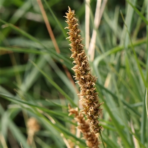 Carex appressa at Gundaroo, NSW - 2 Nov 2024