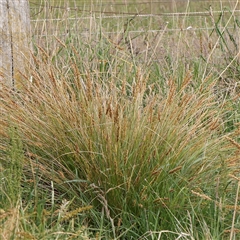 Carex appressa at Gundaroo, NSW - 2 Nov 2024