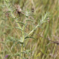 Carthamus lanatus (Saffron Thistle) at Gundaroo, NSW - 2 Nov 2024 by ConBoekel