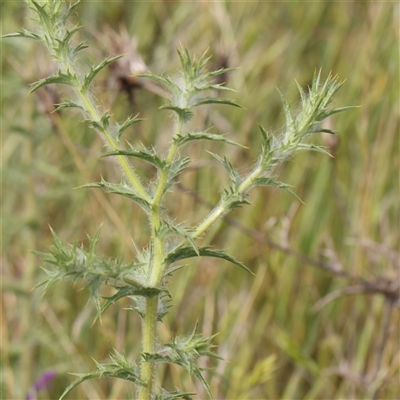 Carthamus lanatus (Saffron Thistle) at Gundaroo, NSW - 2 Nov 2024 by ConBoekel