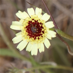 Tolpis barbata (Yellow Hawkweed) at Gundaroo, NSW - 1 Nov 2024 by ConBoekel