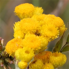 Chrysocephalum apiculatum (Common Everlasting) at Gundaroo, NSW - 2 Nov 2024 by ConBoekel