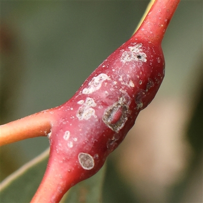 Unidentified Unidentified Insect Gall at Gundaroo, NSW - 1 Nov 2024 by ConBoekel