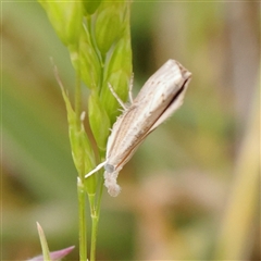 Culladia cuneiferellus (Crambinae moth) at Gundaroo, NSW - 2 Nov 2024 by ConBoekel