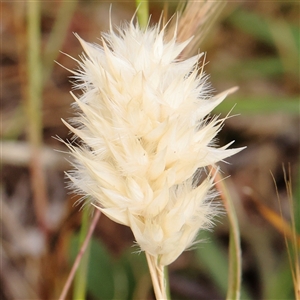 Rytidosperma carphoides at Gundaroo, NSW - 2 Nov 2024