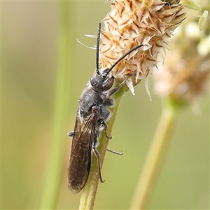 Thynninae (subfamily) at Gundaroo, NSW - 2 Nov 2024