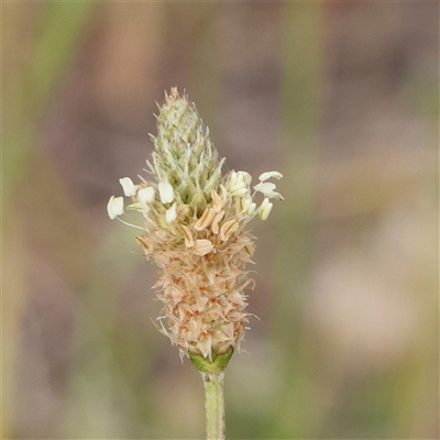 Plantago lanceolata (Ribwort Plantain, Lamb's Tongues) at Gundaroo, NSW - 2 Nov 2024 by ConBoekel