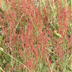 Rumex acetosella (Sheep Sorrel) at Gundaroo, NSW - 2 Nov 2024 by ConBoekel