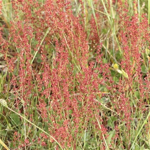 Rumex acetosella at Gundaroo, NSW - 2 Nov 2024 09:18 AM