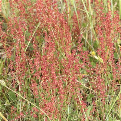 Rumex acetosella (Sheep Sorrel) at Gundaroo, NSW - 2 Nov 2024 by ConBoekel