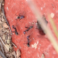 Iridomyrmex purpureus (Meat Ant) at Gundaroo, NSW - 1 Nov 2024 by ConBoekel