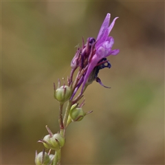 Linaria pelisseriana (Pelisser's Toadflax) at Gundaroo, NSW - 2 Nov 2024 by ConBoekel