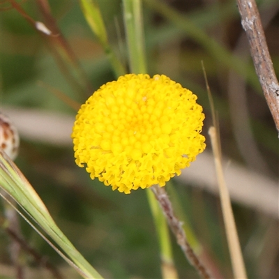 Leptorhynchos squamatus (Scaly Buttons) at Gundaroo, NSW - 2 Nov 2024 by ConBoekel