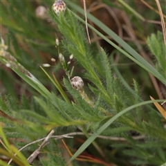 Leptorhynchos squamatus at Gundaroo, NSW - 2 Nov 2024