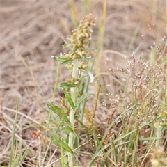 Gamochaeta sp. (Cudweed) at Gundaroo, NSW - 2 Nov 2024 by ConBoekel