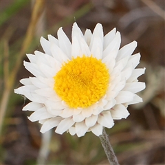 Leucochrysum albicans subsp. tricolor (Hoary Sunray) at Gundaroo, NSW - 2 Nov 2024 by ConBoekel