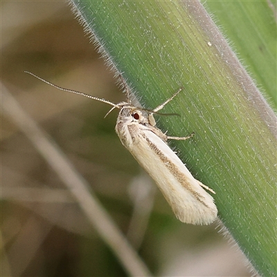 Philobota pilipes (A concealer moth) at Gundaroo, NSW - 2 Nov 2024 by ConBoekel