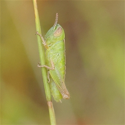 Praxibulus sp. (genus) (A grasshopper) at Gundaroo, NSW - 2 Nov 2024 by ConBoekel