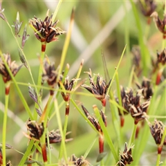 Schoenus apogon (Common Bog Sedge) at Gundaroo, NSW - 1 Nov 2024 by ConBoekel