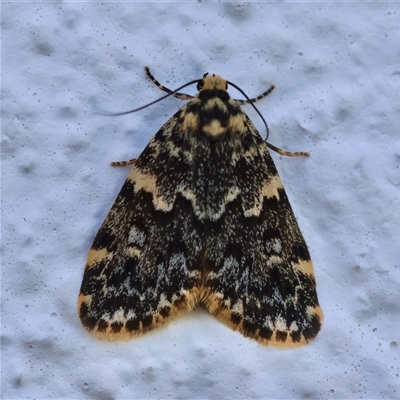 Halone coryphoea (Eastern Halone moth) at Hughes, ACT - 3 Nov 2024 by LisaH