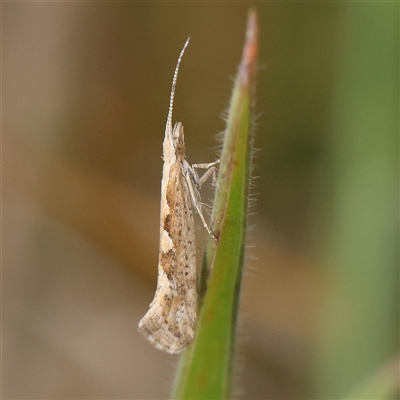 Plutella xylostella (Diamondback Moth) at Gundaroo, NSW - 2 Nov 2024 by ConBoekel