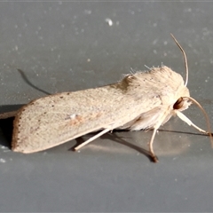 Mythimna (Pseudaletia) convecta at Hughes, ACT - 3 Nov 2024