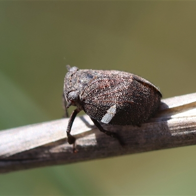 Dardus abbreviatus (Dardus Wattle Hopper) at Hughes, ACT - 3 Nov 2024 by LisaH