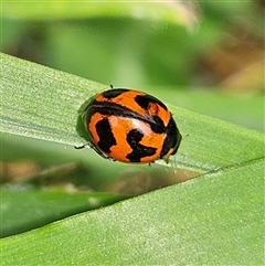 Coccinella transversalis (Transverse Ladybird) at Braidwood, NSW - 3 Nov 2024 by MatthewFrawley