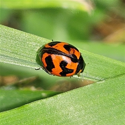 Coccinella transversalis (Transverse Ladybird) at Braidwood, NSW - 3 Nov 2024 by MatthewFrawley