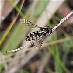 Melangyna viridiceps (Hover fly) at Monga, NSW - 3 Nov 2024 by MatthewFrawley