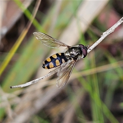 Melangyna viridiceps (Hover fly) at Monga, NSW - 3 Nov 2024 by MatthewFrawley