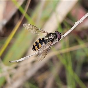 Melangyna viridiceps at Monga, NSW - 3 Nov 2024 01:27 PM