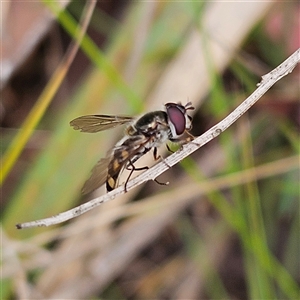 Melangyna viridiceps at Monga, NSW - 3 Nov 2024 01:27 PM