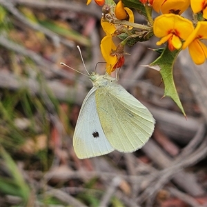 Pieris rapae at Monga, NSW - 3 Nov 2024 01:42 PM