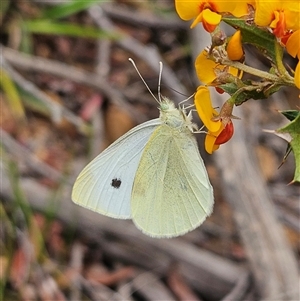 Pieris rapae at Monga, NSW - 3 Nov 2024 01:42 PM