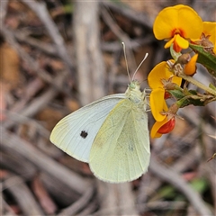 Pieris rapae at Monga, NSW - 3 Nov 2024 01:42 PM