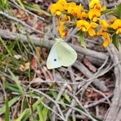 Pieris rapae at Monga, NSW - 3 Nov 2024 01:42 PM