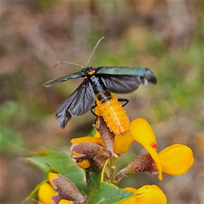 Chauliognathus lugubris (Plague Soldier Beetle) at Monga, NSW - 3 Nov 2024 by MatthewFrawley