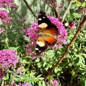 Vanessa itea at Holt, ACT - 3 Nov 2024