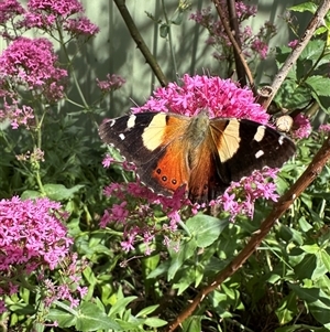 Vanessa itea at Holt, ACT - 3 Nov 2024