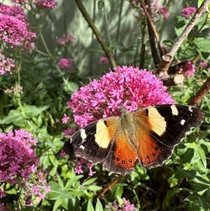 Vanessa itea at Holt, ACT - 3 Nov 2024