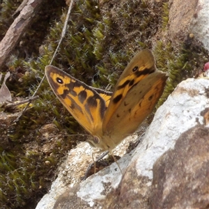 Heteronympha merope at Monga, NSW - 3 Nov 2024 01:36 PM