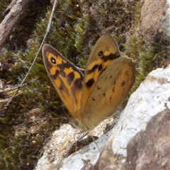 Heteronympha merope at Monga, NSW - 3 Nov 2024 01:36 PM