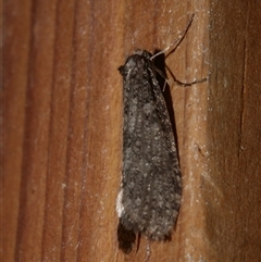 Lepidoscia (genus) ADULT (A Case moth) at Freshwater Creek, VIC - 1 Aug 2020 by WendyEM