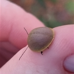 Paropsis porosa at Bungendore, NSW - suppressed