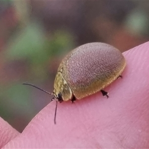 Paropsis porosa at Bungendore, NSW - suppressed